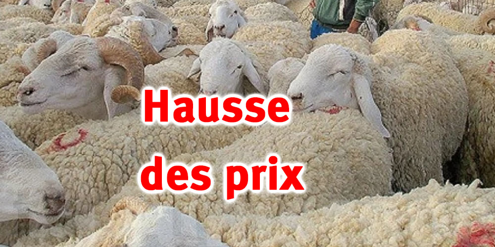 Un mouton de sacrifice à 2 mille dinars !