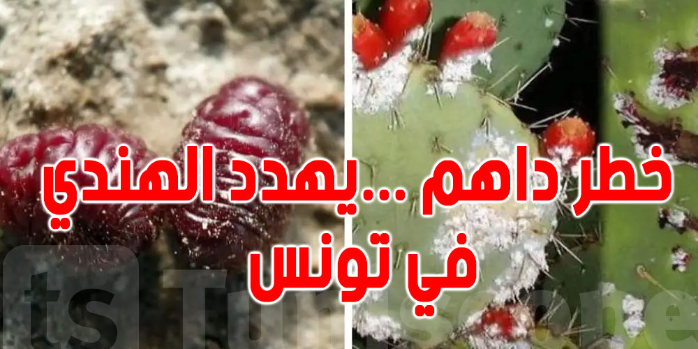 خطر داهم ....شنوا حكاية الحشرة القرمزية ؟