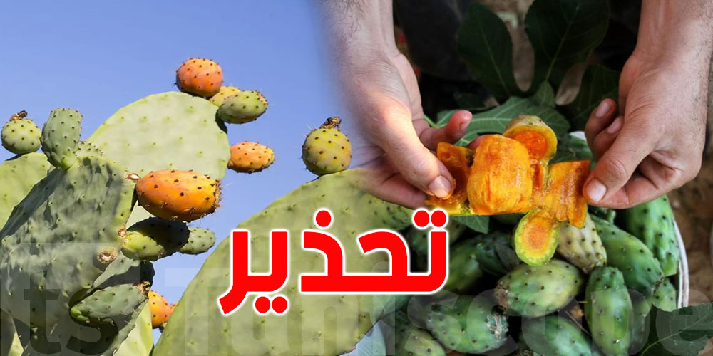 للتونسيين: حذاري من الهندي المصاب بالحشرة القرمزية