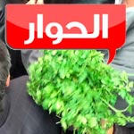  Al Hiwar : Vente de 5.370 bottes de persil