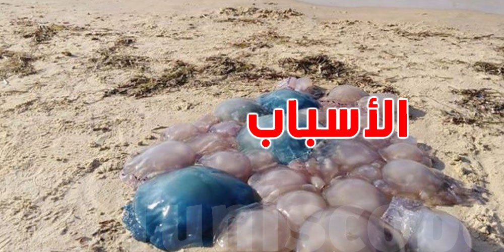 ''الحريقة'' تغزو الشواطئ التونسية مبكرًا: هل باتت السباحة في خطر؟
