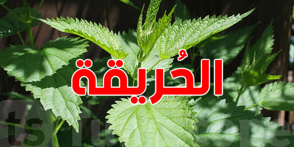 الحُريقة: كنز طبيعي ببرشا فوائد