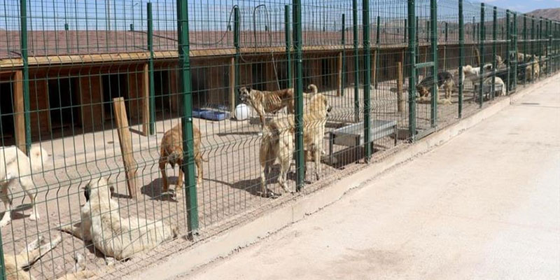 ولاية تركية تفتتح فندقًا للحيوانات