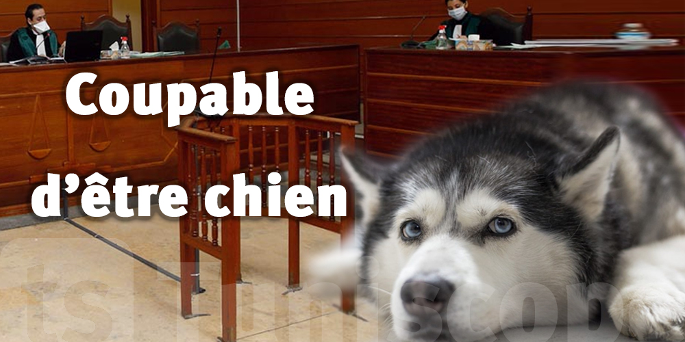 Tunisie: accusé d'être un chien !