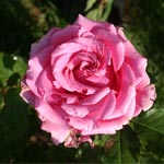 Le festival de la rose à l’Ariana