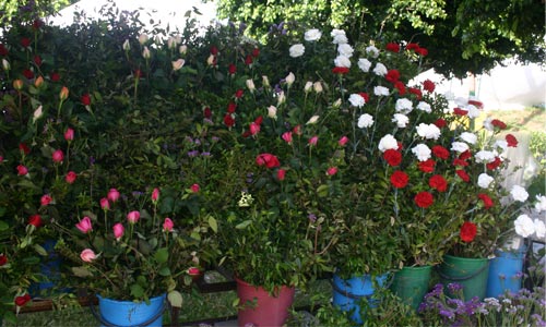 i-festivalrose-180509-9.jpg