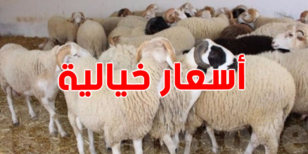 أضاحي العيد في سيدي بوزيد: وفرة في الأسواق لكن الأسعار تصل لـ 2800 دينار