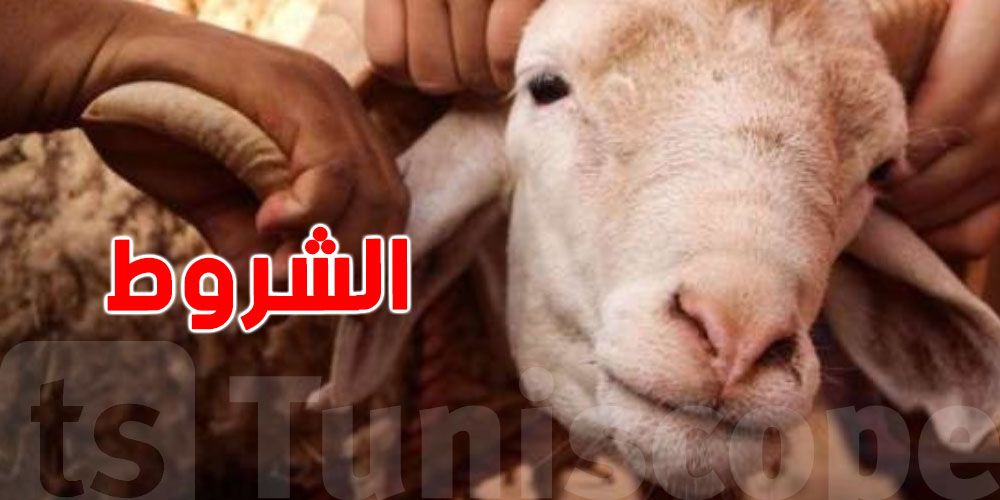 هل تعرف من يذبح أضحيتك؟ شروط الذابح الشرعي في عيد الأضحى حسب فقه المالكية