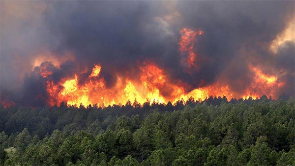 السيطرة على 40 حريقا في باجة