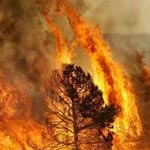 Incendie à Kairouan : Environ 10 hectares de forêts ravagés