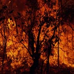 Béja: un incendie à Jbel Bechamekh détruit un grand nombre d’arbres