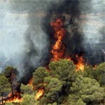 Déclenchement de nouveaux incendies dans les forêts de Siliana, Ghardimaou et Sakiet Sidi Youssef
