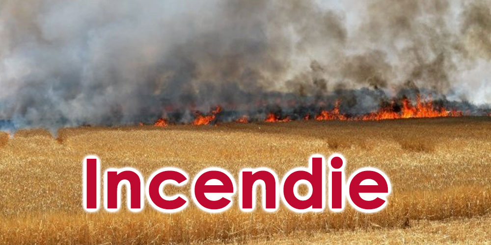 Un incendie ravage 8 hectares de blé