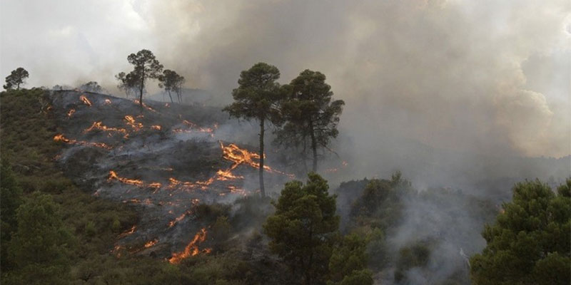 الجزائر: حرائق ضخمة تلتهم آلاف الأشجار المثمرة 