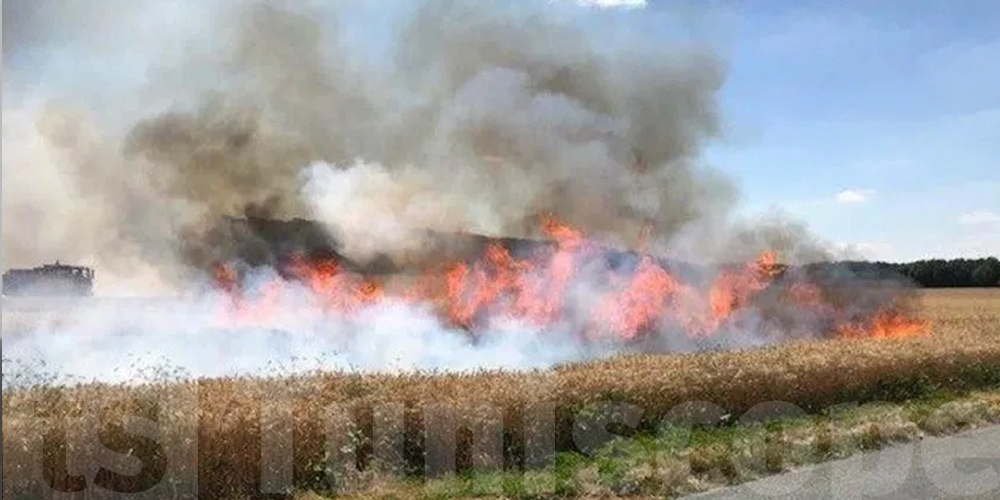 Tunisie : Plus de 50 hectares de céréales détruits 