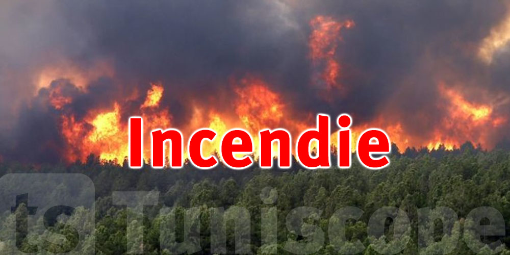 50 incendies de forêt depuis mai : près de 200 hectares détruits