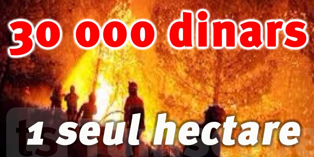 Tunisie : 30 000 dinars pour reboiser 1 hectare incendié