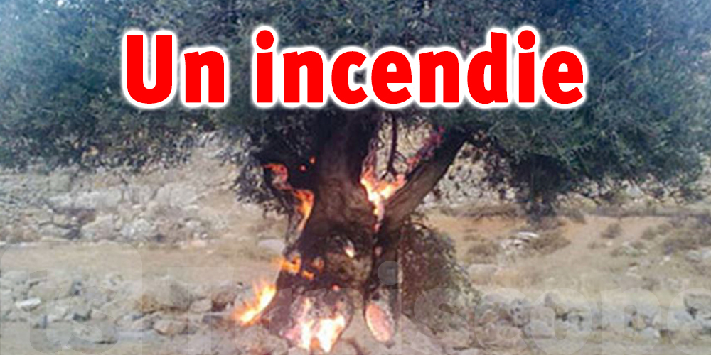 Tunisie : Un incendie s’est déclaré dans des oliviers