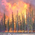 L’incendie de Jebel Chaambi échappe à la maîtrise et la forêt s’embrase