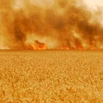 4 ha de blé dur ravagés par un incendie à Jendouba