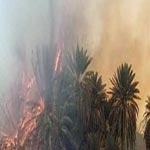 200 palmiers détruits dans un incendie à l’Oasis Naga à Kébili 