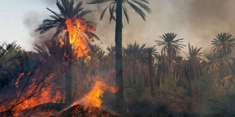 L’ancienne palmeraie de Tozeur ravagée par un incendie