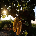 Un Tunisien de 52 ans, terrassé par la canicule dans un vignoble, en Italie