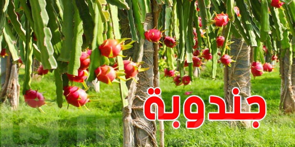 جندوبة: ثمار ''التّنّين'' تنمو بالمنبت الجبلي ببوش