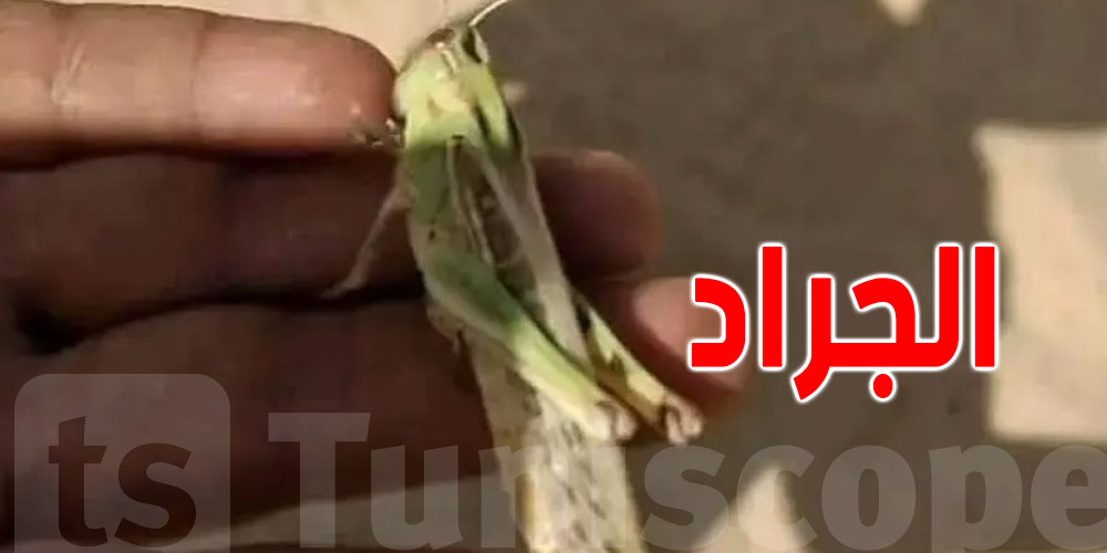 بعد ظهور الجراد.. شنوّة صاير في القصرين؟