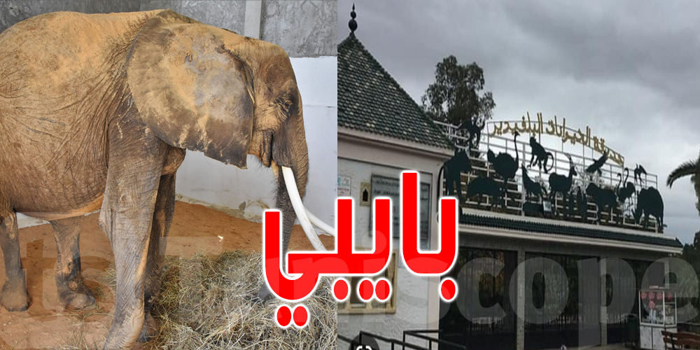 بعد ثلاث سنوات من إهدائها لتونس: نفوق فيلة البلفيدير ‘بايبي’