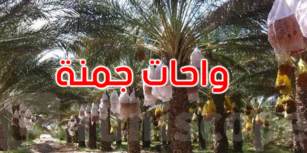 قبلي: رفض مطلب إخلاء واحات جمنة