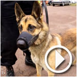 En vidéo : Jessi, le chien policier offert par la France est en route pour la Tunisie