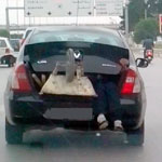 Photo du jour : une brouette et une personne dans le coffre à bagages d'une voiture