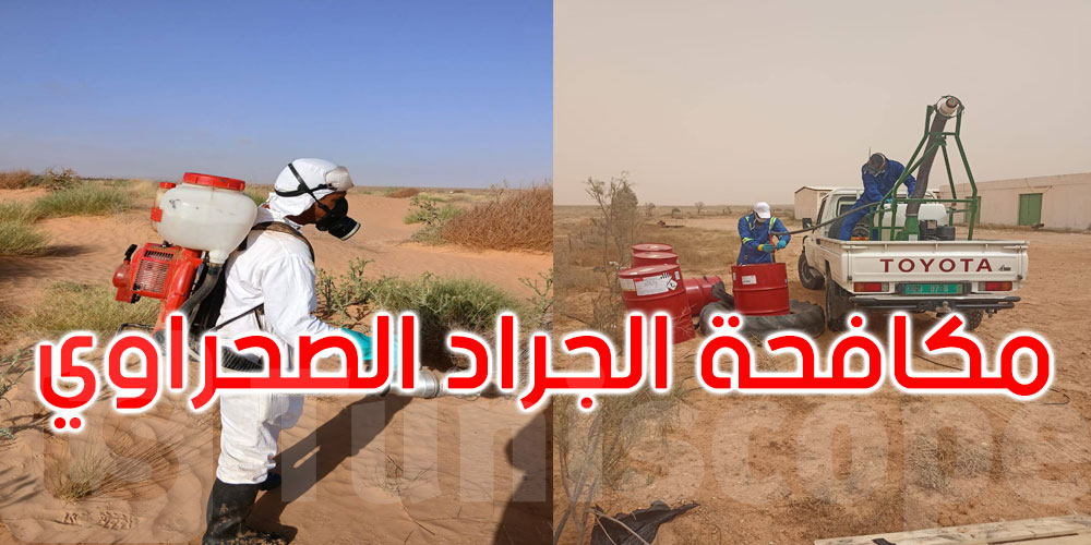 أين وصلت حملة مكافحة الجراد الصحراوي؟