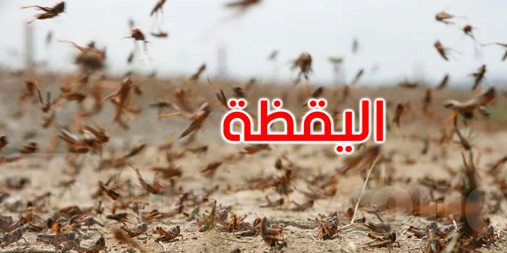 بعد طفرة الجراد بالمنطقة: وزارة الفلاحة ترفع منسوب اليقظة