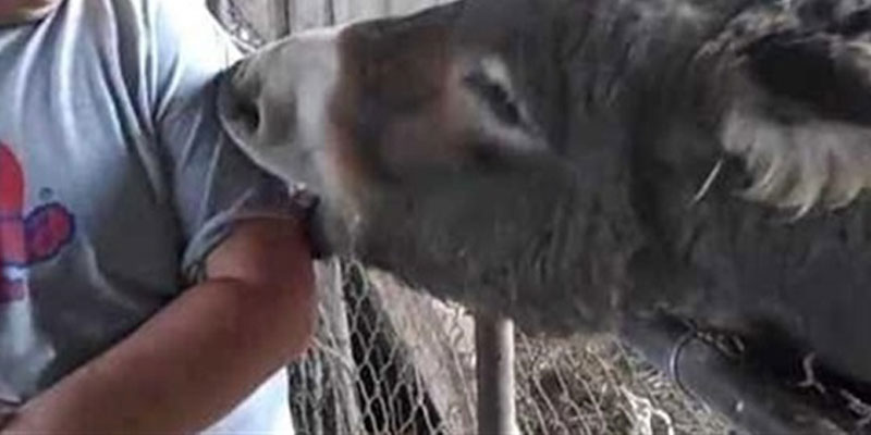 القيروان: حمار يعضّ رضيعة ويُنهي حياتها