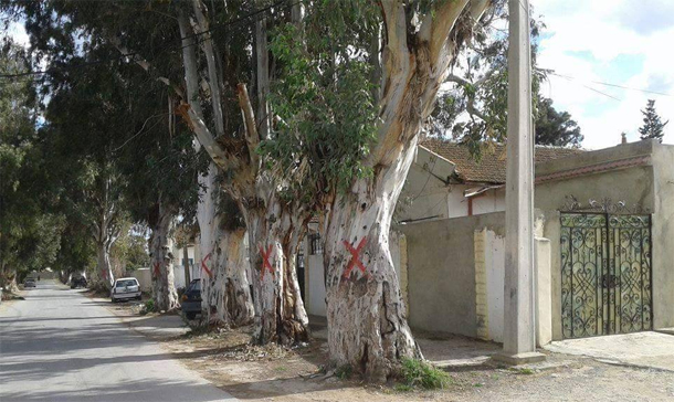 Tunisie : Encore des eucalyptus dans le couloir de la mort