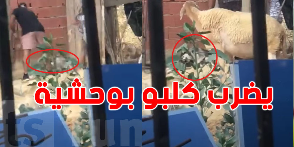 عاجل: قالك ''السبب دجاجة''...مواطن تونسي يضرب كلبه بوحشية وشكاية تتقدم ضده
