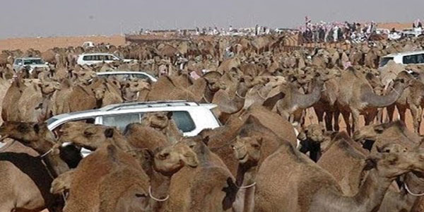 بالفيديو: السعودية تطرد الجمال والأغنام القطرية