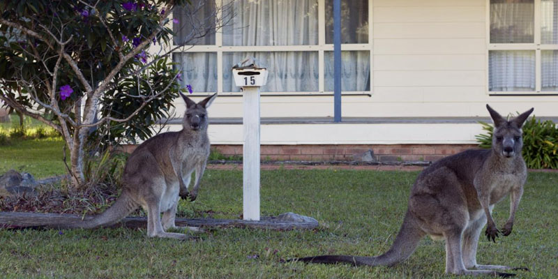 استراليا: حيوانات الكنغر تجتاح شوارع العاصمة بحثا عن الطعام