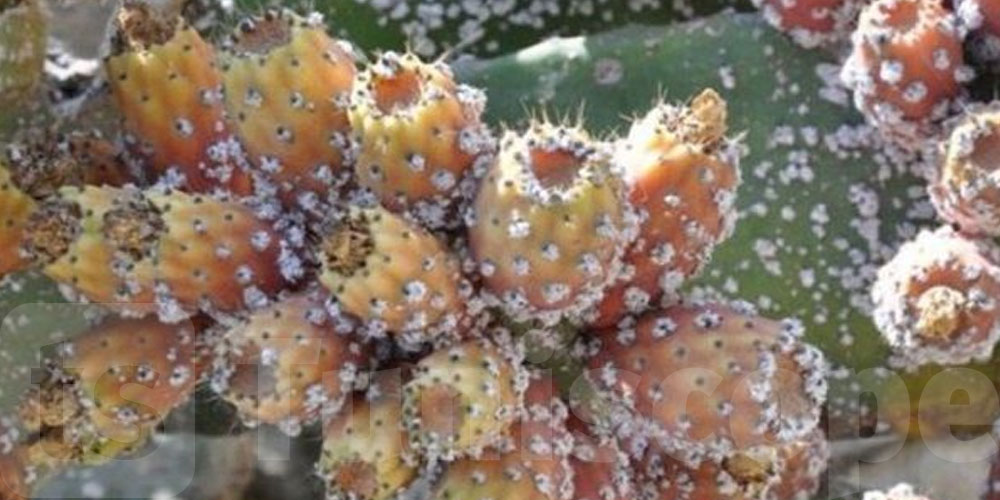 القصرين: سائق شاحنة يُحاول دهس دوريتين أمنيتين