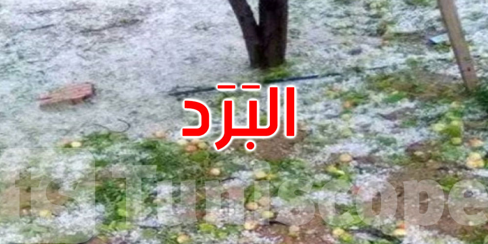 ماجل بلعباس: حجر البرد يتسبب في تضرر حوالي ألف هكتار من الزيتون والفستق