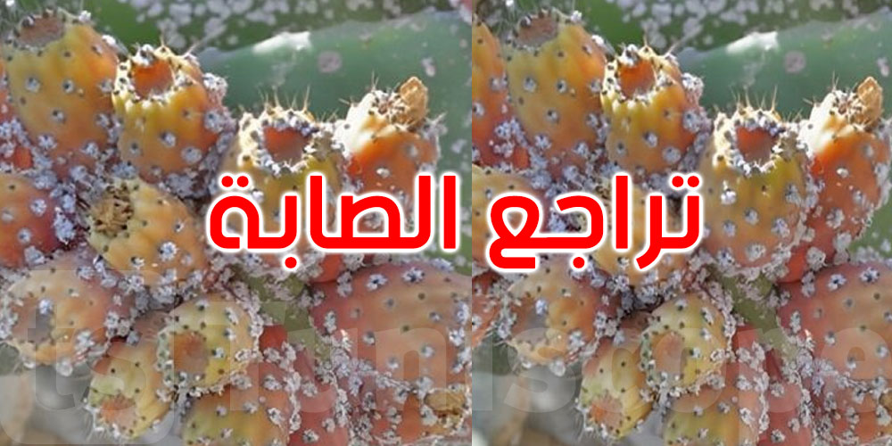 القصرين: تراجع صابة التين الشوكي بسبب الحشرة القرمزية