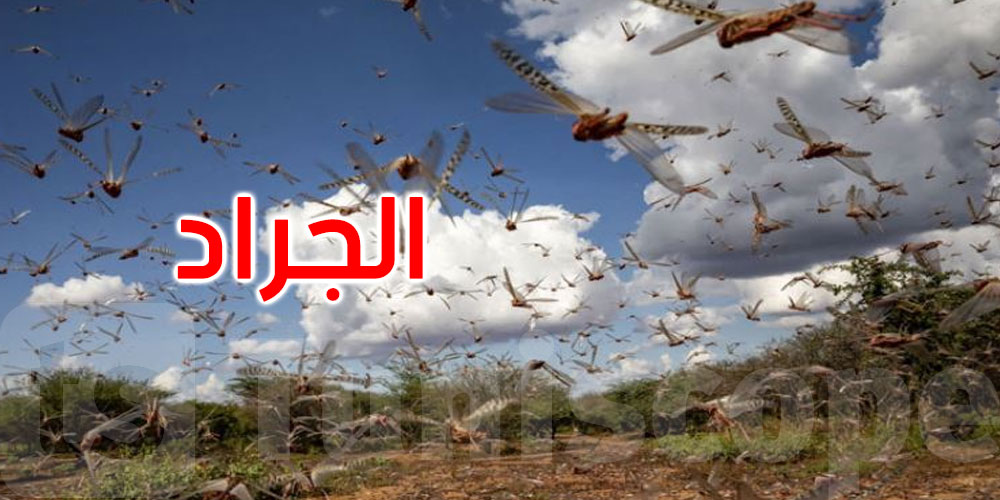 الجراد المحلي يجتاح القصرين.. وتحذيرات من تمدد الآفة إلى ولايات مجاورة