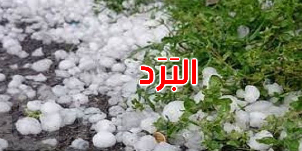 القصرين: البَرَد يلحق أضرارا متفاوتة بالزراعات الكبرى والزياتين والأشجار المثمرة