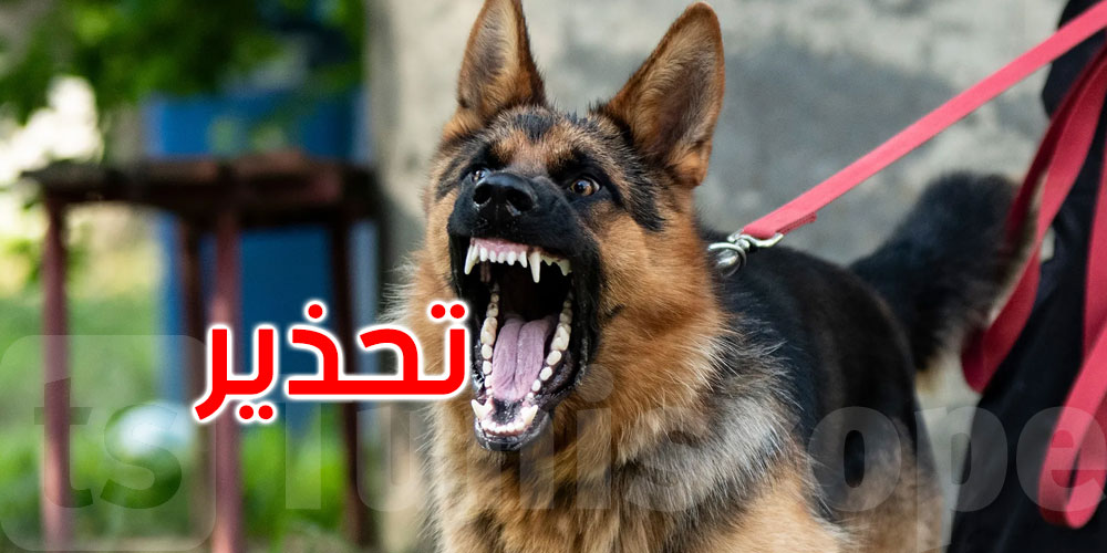 القصرين: مندوبية الفلاحة تحذّر من داء الكلب... التفاصيل