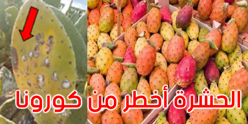 الحشرة القرمزية تهدد التين الشوكي بالقصرين والوالي يدعو المواطنين إلى اليقظة