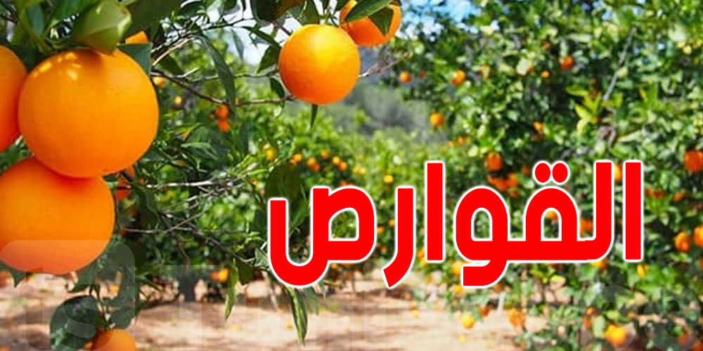 نابل : زيادة في صابة القوارص مقارنة بالموسم الفارط