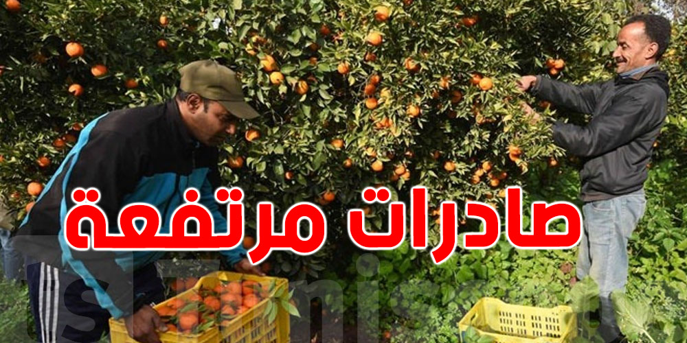 ارتفاع صادرات القوارص بنسبة 46% خلال موسم 2025/2024