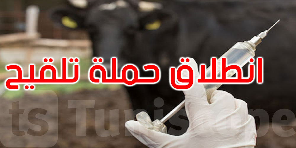 الكاف: إصابة 20 رأس بقر بمرض الجلد العقدي